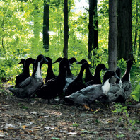 Ducks in the woods. Photo Jen Gabriel