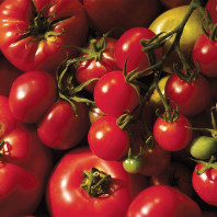 Tomatoes. Vince Voight