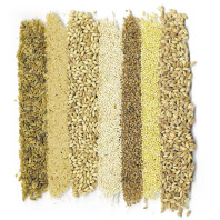 Ancient grains freekeh, amaranth, barley, quinoa, bulgur, millet, and farro. Courtesy Pioneer Press