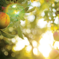 Forgotten Fruit. Photo Zach Mazur