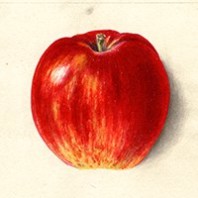 Jonathan apple - NW apples thumb