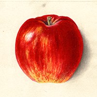 Jonathan apple - NW apples thumb