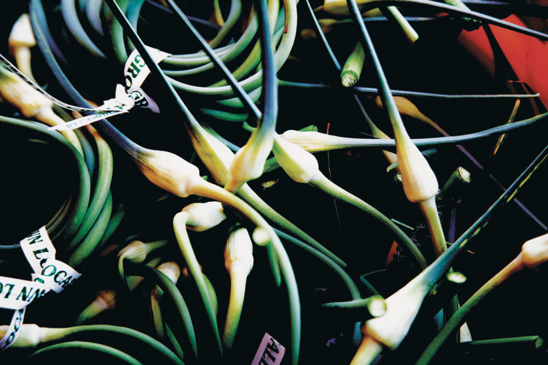 Garlic scapes from Eggert Farm. Photo Sarah Page