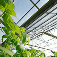 Green for all seasons