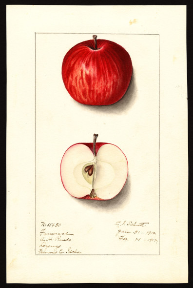 Fameuse (Snow Apple)