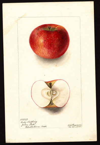 Lady (Pomme d'Api)