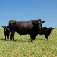 Wagyu cattle. Courtesy Jerry Reeves