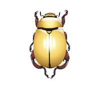 Macropoides crassipes