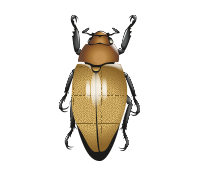 Het rodriguezi Bojonal