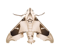 Madoryx oiclus