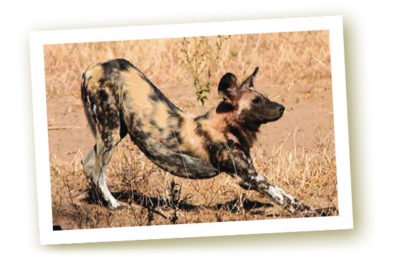 2016summer-endangered-species-2b.600