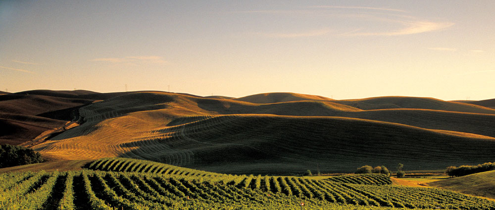 Walla Walla fields