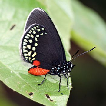 Guatemalan arthropods at WSU gallery thumb