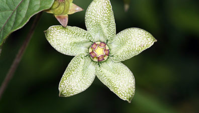 Apocynaceae flower in Pantin, Guatemala