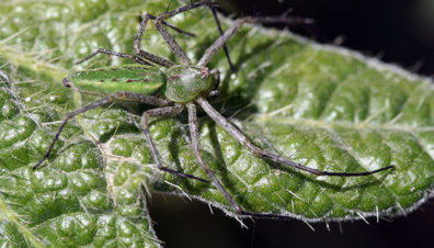 Araña (spider) in Quiché