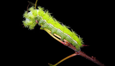 Automeris gusano (moth larvae) in Chiantla