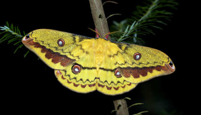 Copaxa lavendera moth