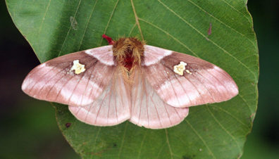 Dirphiopsis wolfei moth