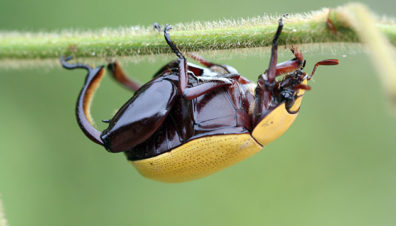 Macropoides crassipes scarab beetle