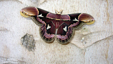 Rothschildia erycina (Rothschild’s silk moth)