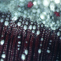 Micrographs from WSU's Franceschi Microscopy and Imaging Center