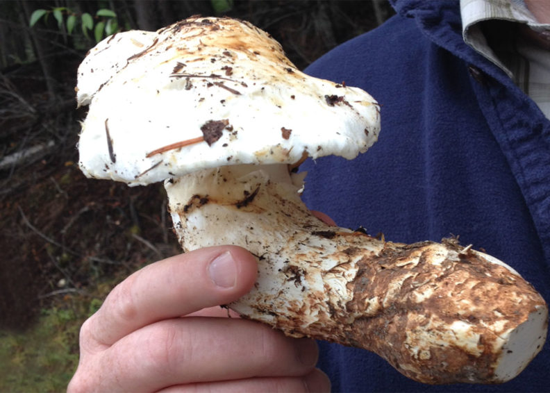 Tricholoma magnivelare