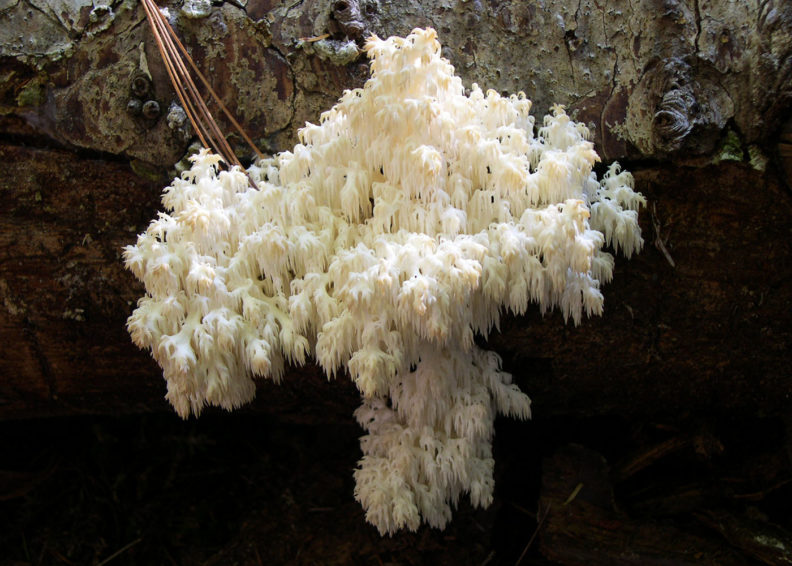 Hericium abietis