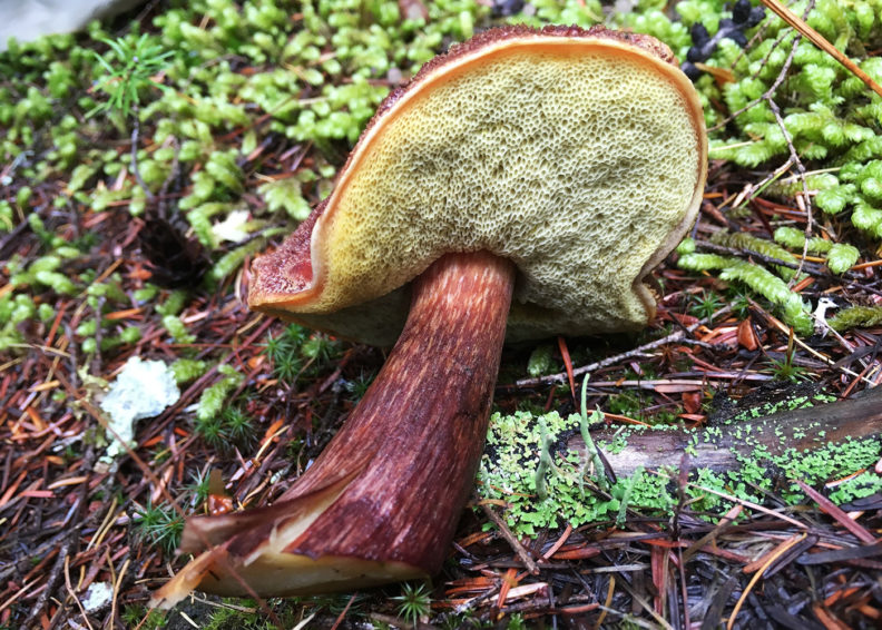 Aureoboletus mirabilis