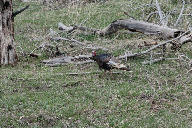 Wild turkey
