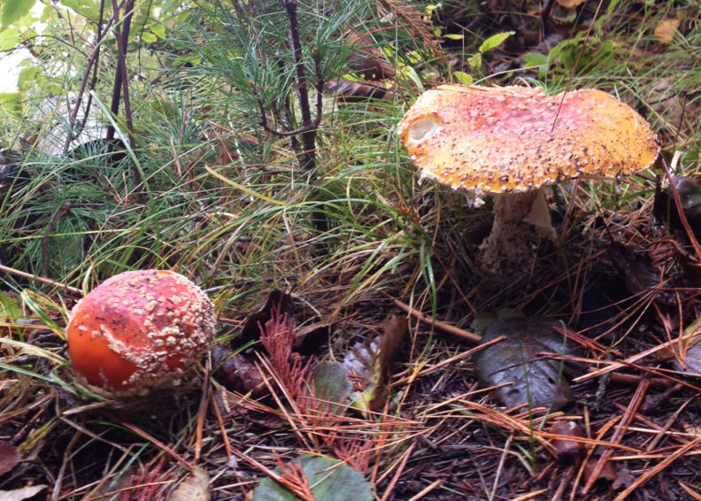Amanita muscaria