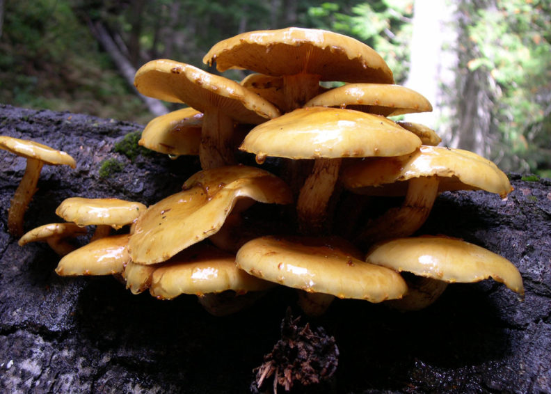 Pholiota limonella