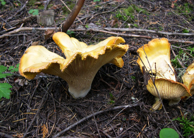 Cantharellus spp.