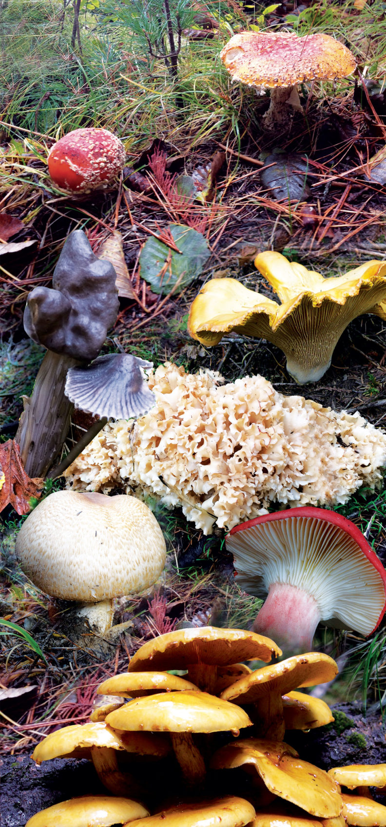 Mushrooms of Fall 2016