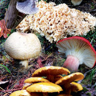Mushrooms, after the rains