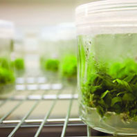 Faster drop for a new crop