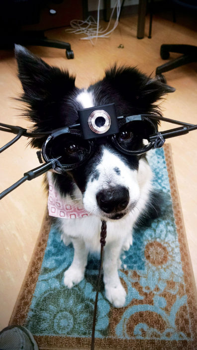 Border Collie, Dazzle, with doggles. Photo Katherine Martucci, courtesy Winter Herron
