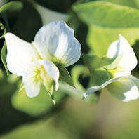 Fresh peas thumb by Gunenko Oksana