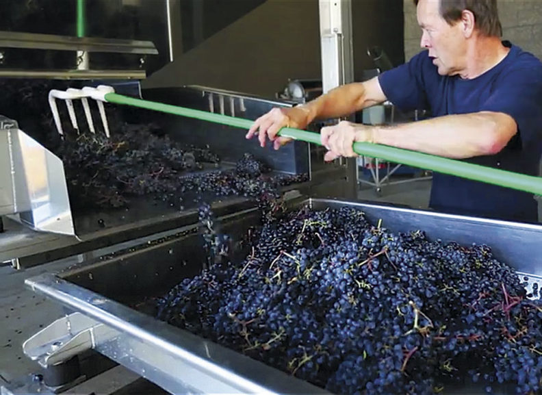 Richard Larsen moving grapes