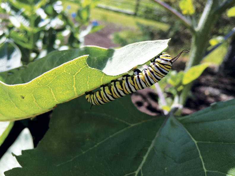 Monarch caterpillar