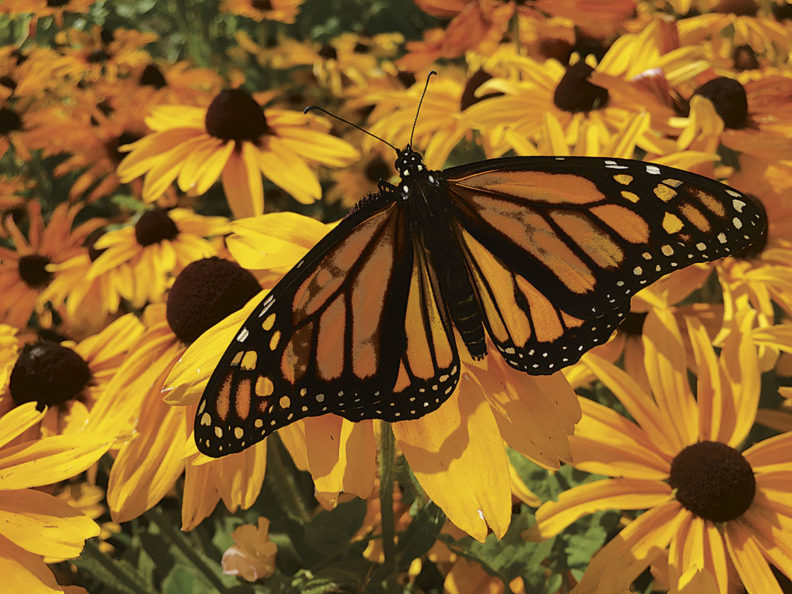 Monarch butterfly