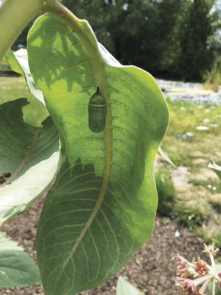 monarch chrysalis