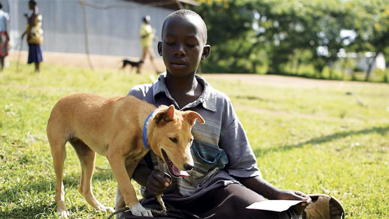 Tanzanian boy with vaccinated dog