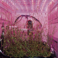 NASA plant habitat