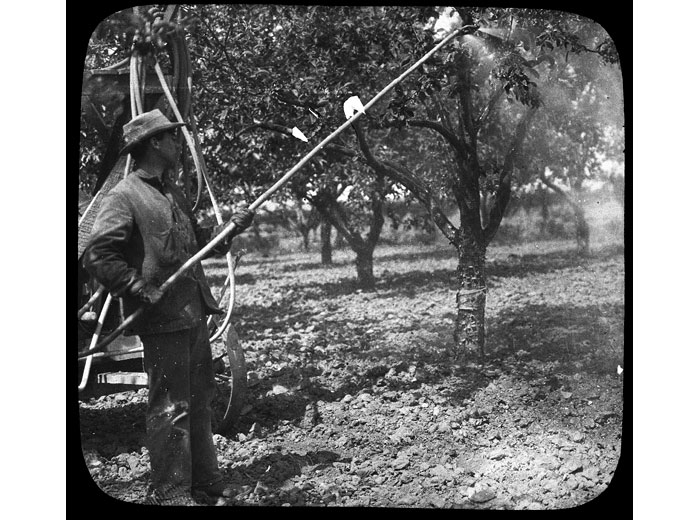 Spraying Fruit Trees, 1932