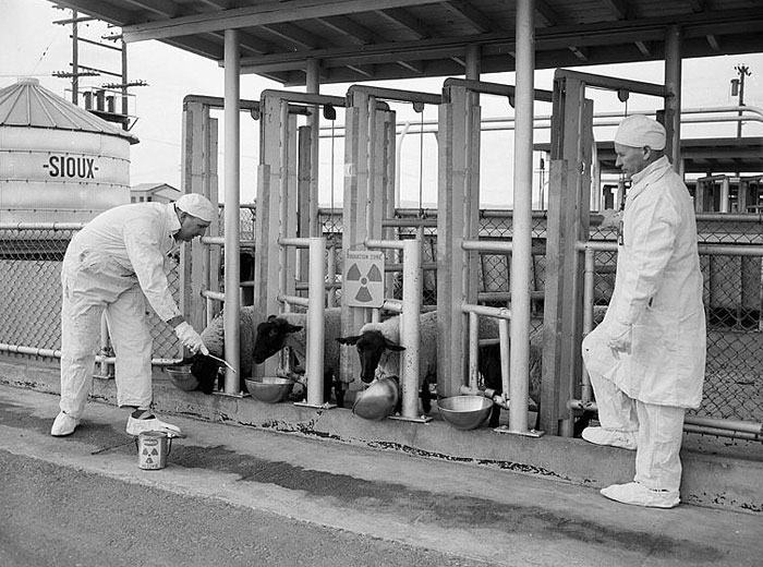 Hanford scientists feeding radioactive food to sheep