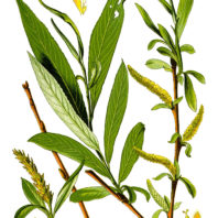 White Willow. Wikimedia