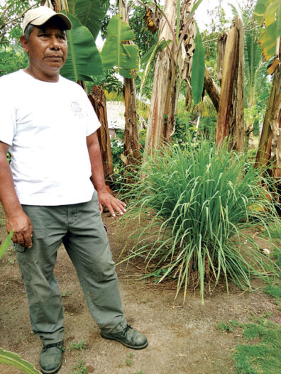 A local talking about the medicinal uses of the lemongrass plant