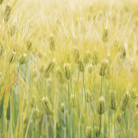 Barley. Photo United States National Arboretum