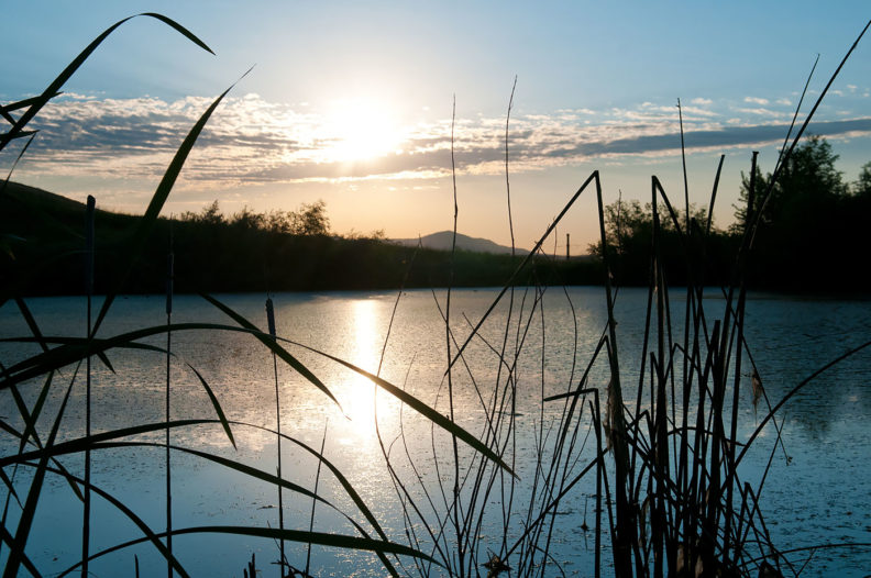 Wetlands at Palouse Ridge