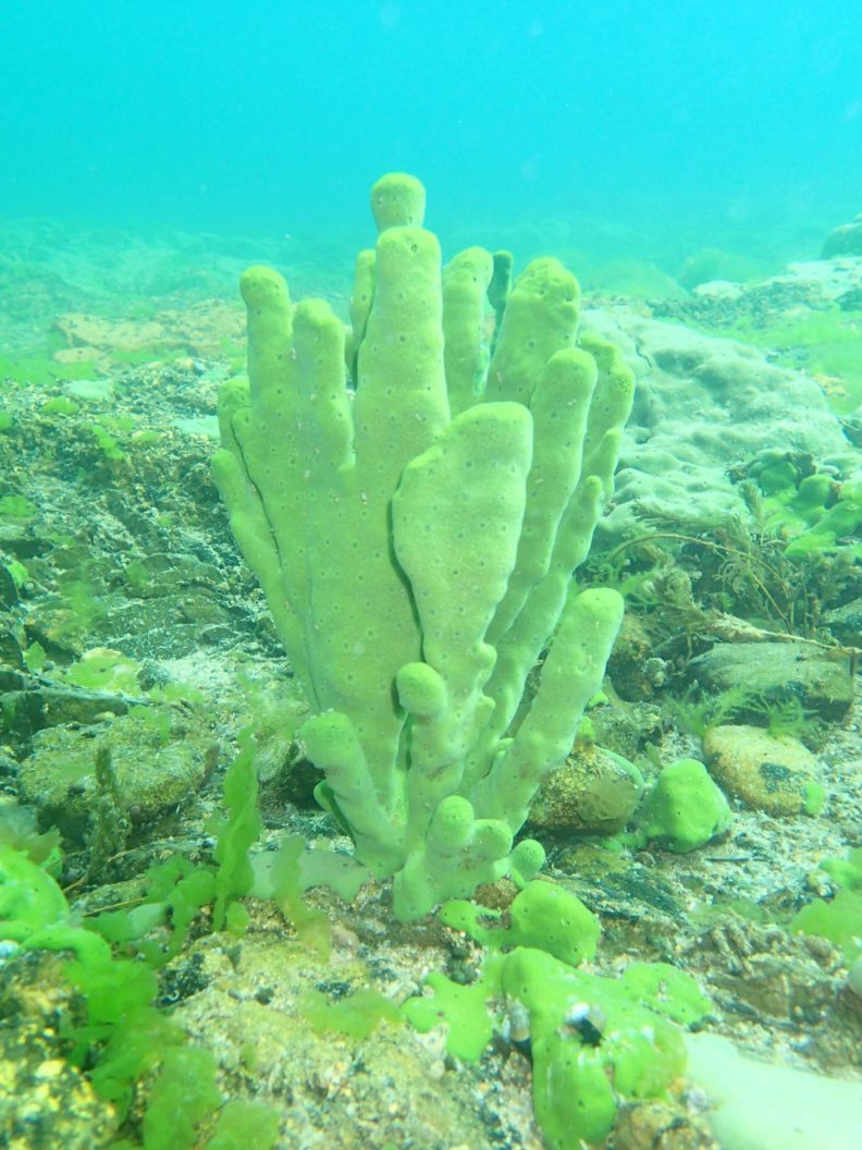 Baikal branching sponge